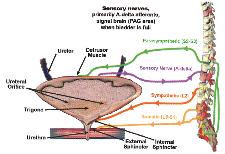 Uro_Fig_2_Chancellor1