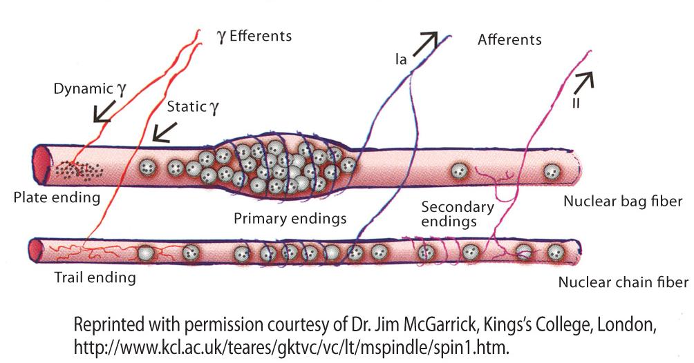 muscle_spindle